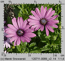 Osteospermum ecklonis (osteospermum)