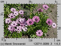 Osteospermum ecklonis (osteospermum)