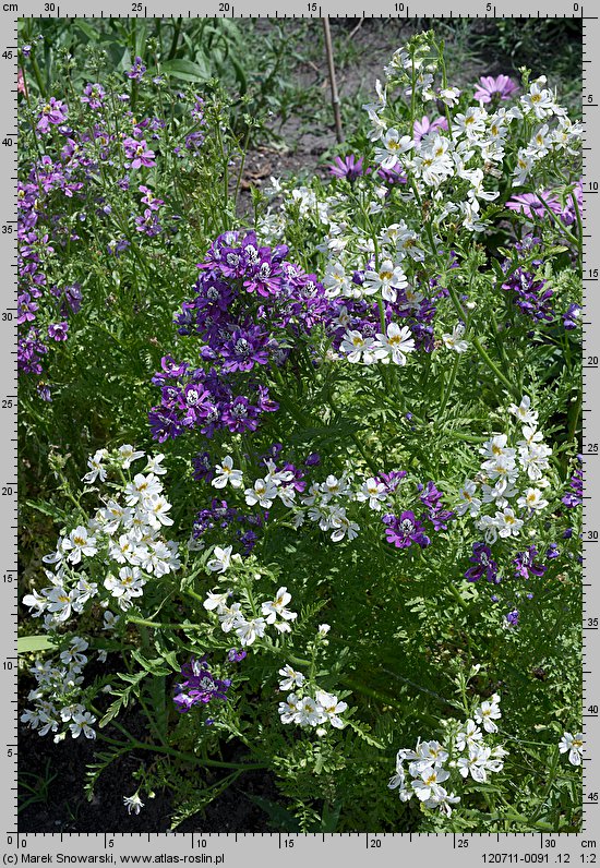 Schizanthus ×wisetonensis (motylek nadobny)