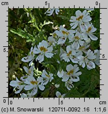 Schizanthus ×wisetonensis (motylek nadobny)