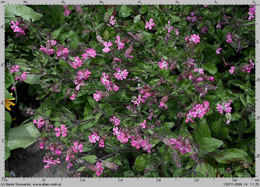 Silene pendula (lepnica pnąca)