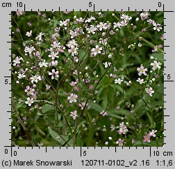 Gypsophila elegans (łyszczec nadobny)