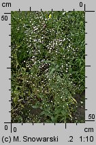 Gypsophila elegans (łyszczec nadobny)