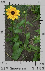 Rudbeckia hirta (rudbekia owłosiona)