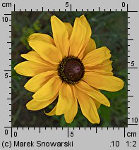 Rudbeckia hirta (rudbekia owłosiona)