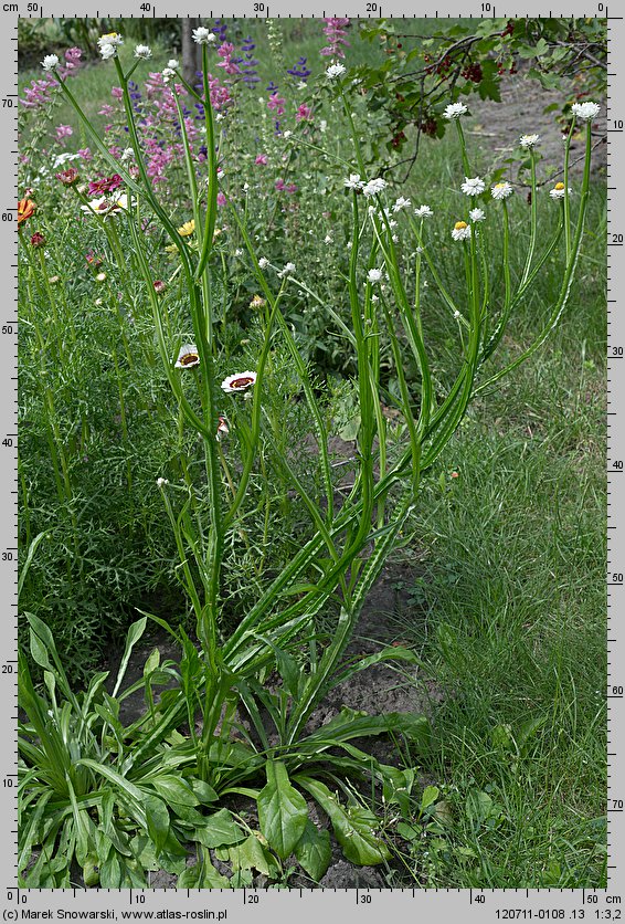 Ammobium alatum (wiekuistka rozgałęziona)