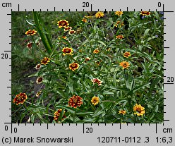 Zinnia haageana (cynia wąskolistna)