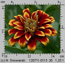 Zinnia haageana (cynia wąskolistna)