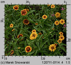 Zinnia haageana (cynia wąskolistna)