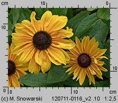 Rudbeckia hirta (rudbekia owłosiona)