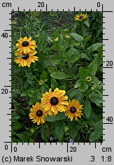 Rudbeckia hirta (rudbekia owłosiona)