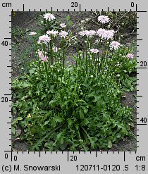 Crepis rubra (pępawa czerwona)