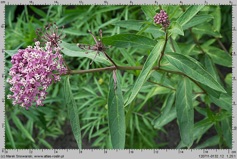 Asclepias incarnata (trojeść krwista)