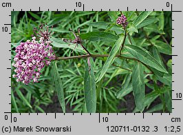 Asclepias incarnata (trojeść krwista)