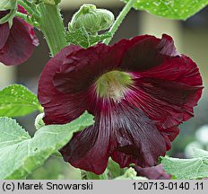 Alcea rosea (malwa różowa)