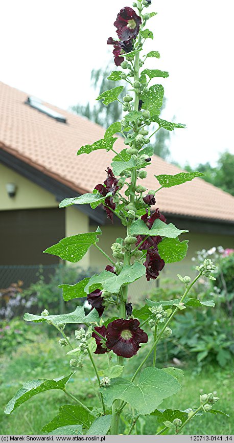 Alcea rosea (malwa różowa)