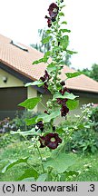 Alcea rosea (malwa różowa)