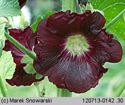 Alcea rosea (malwa różowa)