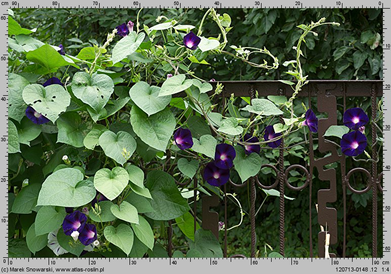 Ipomoea purpurea (wilec purpurowy)