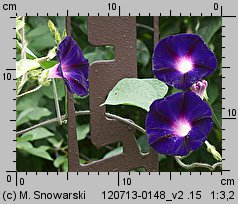 Ipomoea purpurea (wilec purpurowy)