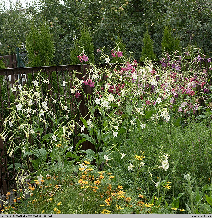 Nicotiana alata (tytoń oskrzydlony)