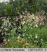 Nicotiana alata (tytoń oskrzydlony)