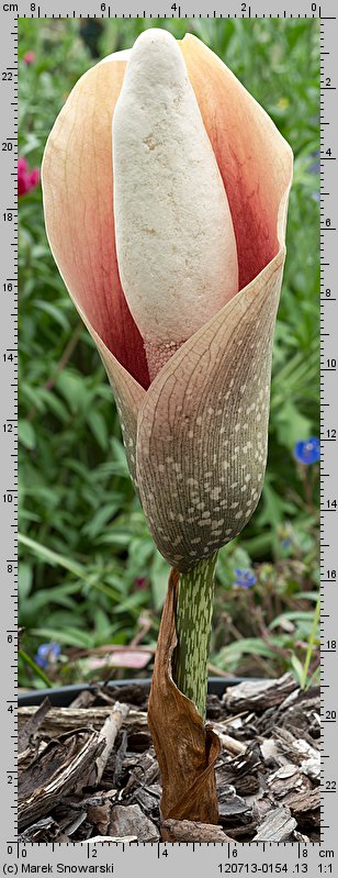Amorphophallus bulbifer