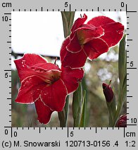 Gladiolus ×hybridus Atom