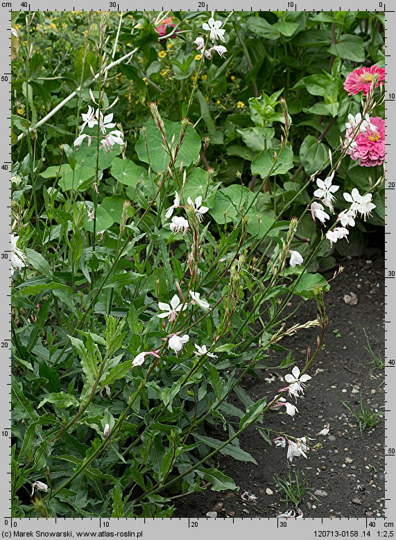 Gaura lindheimeri (gaura Lindheimera)