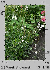 Gaura lindheimeri (gaura Lindheimera)