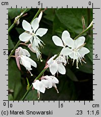 Gaura lindheimeri (gaura Lindheimera)