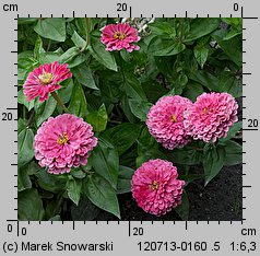 Zinnia elegans (cynia wytworna)