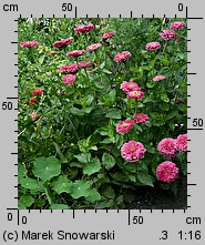 Zinnia elegans (cynia wytworna)