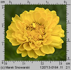 Chrysanthemum coronarium (złocień wieńcowy)