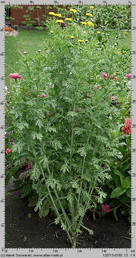 Chrysanthemum coronarium (złocień wieńcowy)