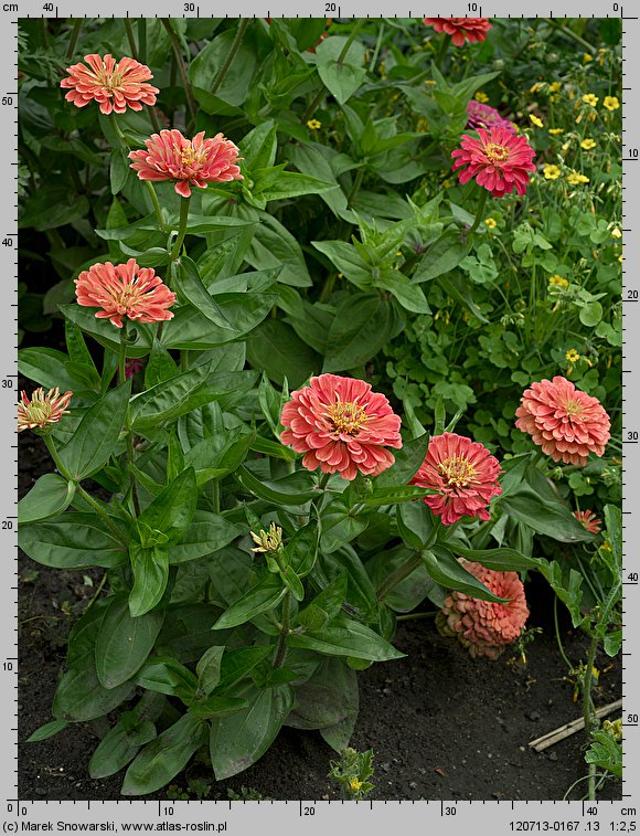 Zinnia elegans (cynia wytworna)