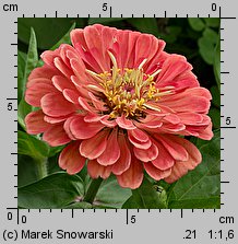 Zinnia elegans (cynia wytworna)