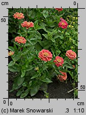 Zinnia elegans (cynia wytworna)