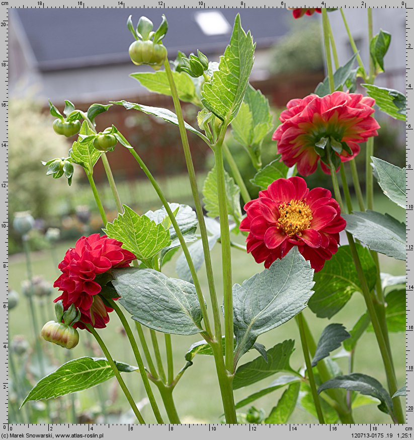 Dahlia hort. Glow