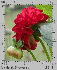 Dahlia hort. Glow