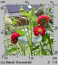 Dahlia hort. Glow