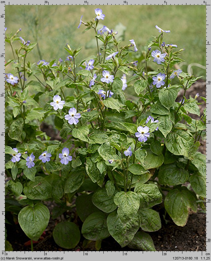 Browallia americana (browalia amerykańska)