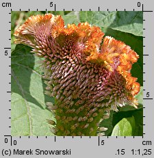 Celosia argentea var. cristata (celozja srebrzysta odm. grzebieniasta)