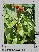 Celosia argentea var. cristata (celozja srebrzysta odm. grzebieniasta)