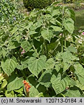 Physalis peruviana (miechunka peruwiańska)