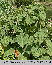 Physalis peruviana (miechunka peruwiańska)