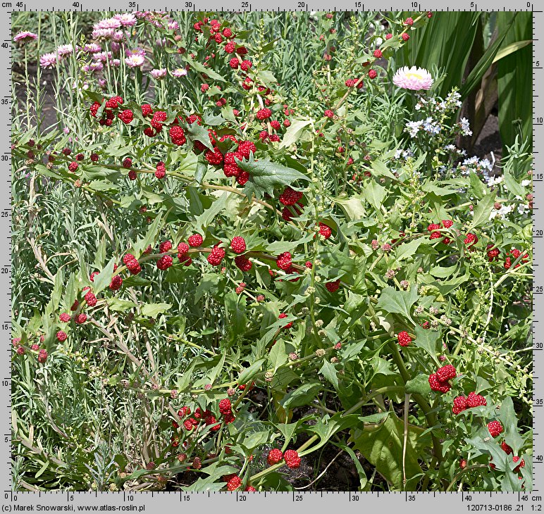 Blitum virgatum (komosa rózgowa)