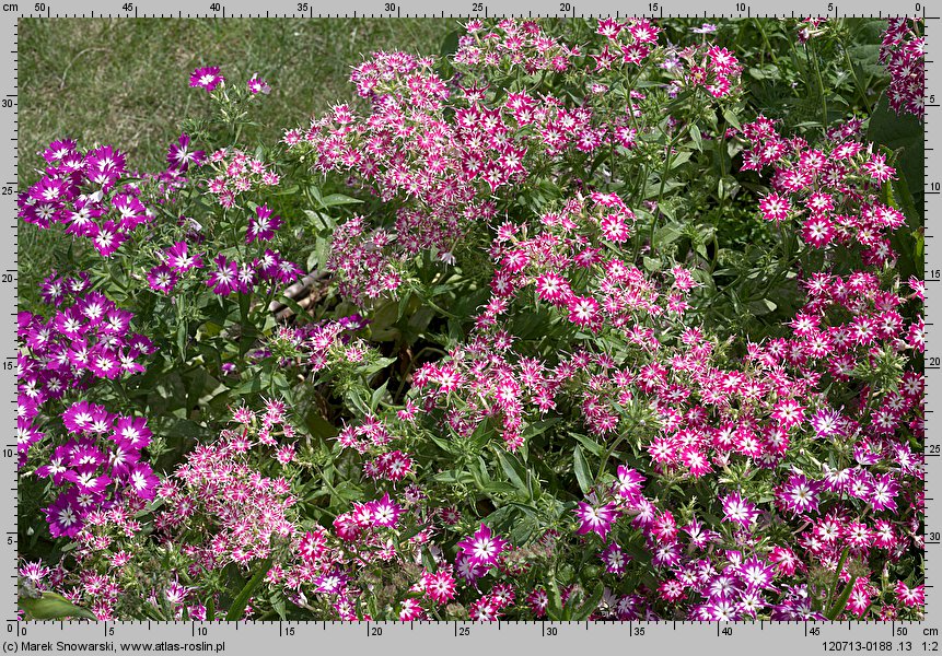 Phlox drummondii (floks Drummonda)