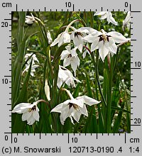 Acidanthera bicolor (acidantera dwubarwna)