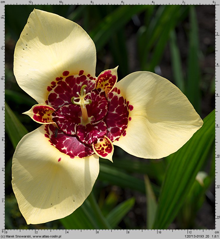 Tigridia pavonia (tygrysówka pawia)